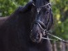 Dressurpferd Gentleman In Black (Oldenburger, 2014, von Grey Flanell)