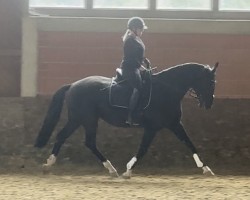 dressage horse Maidens Blush (Danish Warmblood, 2018, from Blue Hors Fifty Cent)