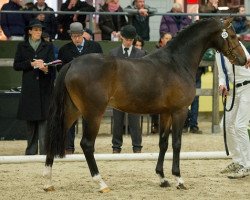 stallion Nieuwmoed's Mister Right (Nederlands Welsh Ridepony, 2014, from Orchard Red Prince)