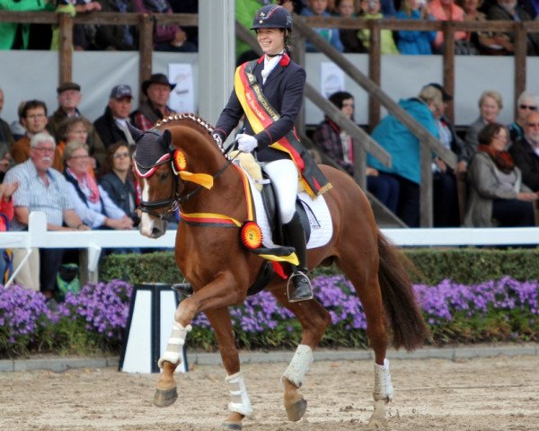 dressage horse Sir Heinrich (Oldenburg, 2008, from Sir Donnerhall I)