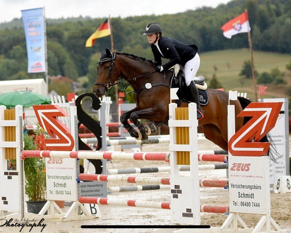 jumper Sveja 2 (Hanoverian, 2009, from Stakkato)