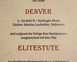 Zuchtstute Denver (Deutsches Reitpony, 2003, von Da Vinci R)