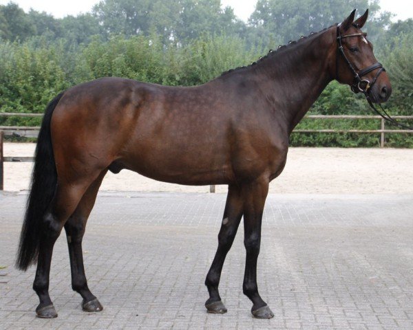 Dressurpferd GB Rubis du Perchet CH (Schweizer Warmblut, 2009, von Riccione)