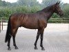 Dressurpferd GB Rubis du Perchet CH (Schweizer Warmblut, 2009, von Riccione)