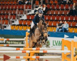 stallion Lord Leroy K (Hanoverian, 2016, from Pikeur Lord Fauntleroy)