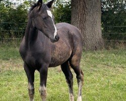 foal by Shining Smilla (German Riding Pony, 2024, from Neverland WE)