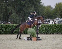 jumper Don Camillo 294 (Oldenburg show jumper, 2015, from Diarado)