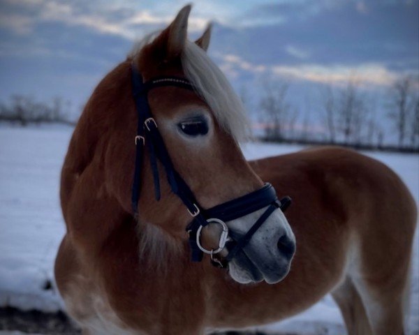 broodmare Gamarra (Haflinger, 2009, from Nihilist)