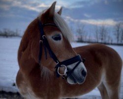 broodmare Gamarra (Haflinger, 2009, from Nihilist)