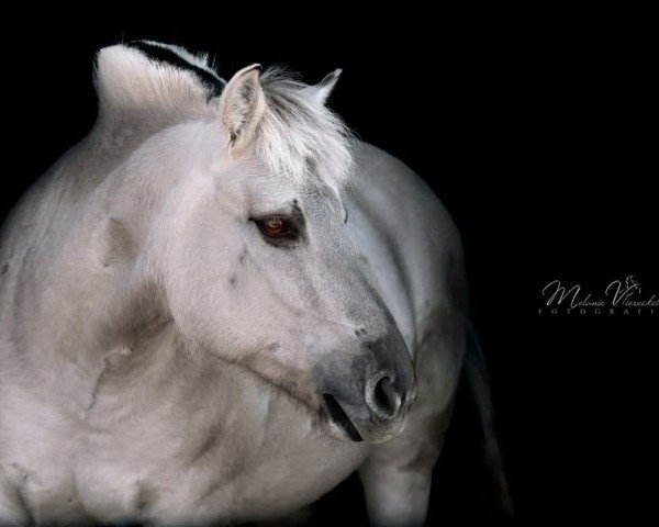 horse Jolina 13 (Fjord Horse, 2007, from Jokum)