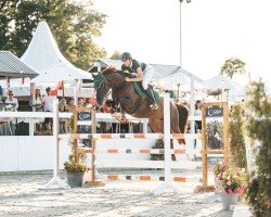 jumper Alia a la bonheur (German Sport Horse, 2016, from Almati)