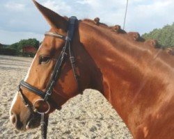 dressage horse Schabernack 32 (Westphalian, 2013, from Sir Heinrich OLD)