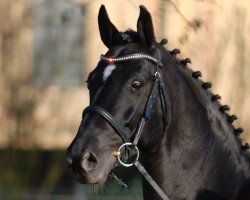 stallion Sacre Coeur (Oldenburg, 2001, from Sandro Hit)