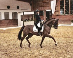 dressage horse Finley 115 (Westphalian, 2015, from Fürst Piccolo)