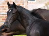 dressage horse Da Vico (Westphalian, 2021, from Valido's Grey L'Amour G)