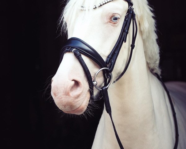 dressage horse Créme de La Créme (German Riding Pony, 2016, from Dating At NRW)