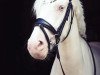 dressage horse Créme de La Créme (German Riding Pony, 2016, from Dating At NRW)