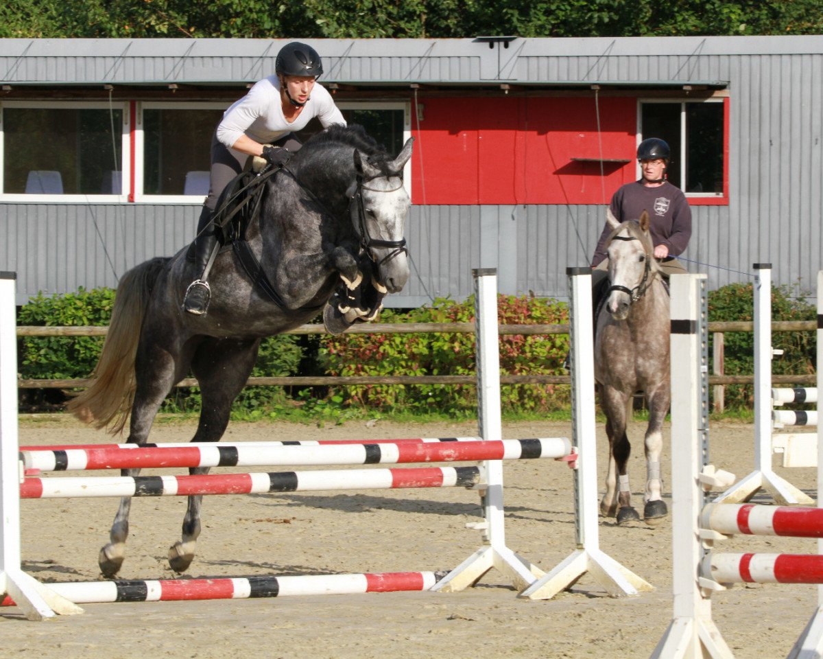 broodmare Cäthe Schätzchen (Hanoverian, 2015, from Cristallo I)