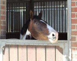 dressage horse King Color (Lewitzer, 2012, from King Bjuti)