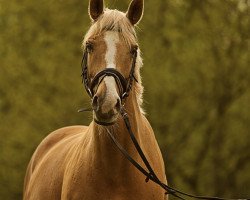 Pferd Loreley (Oldenburger, 2002, von don rubin)