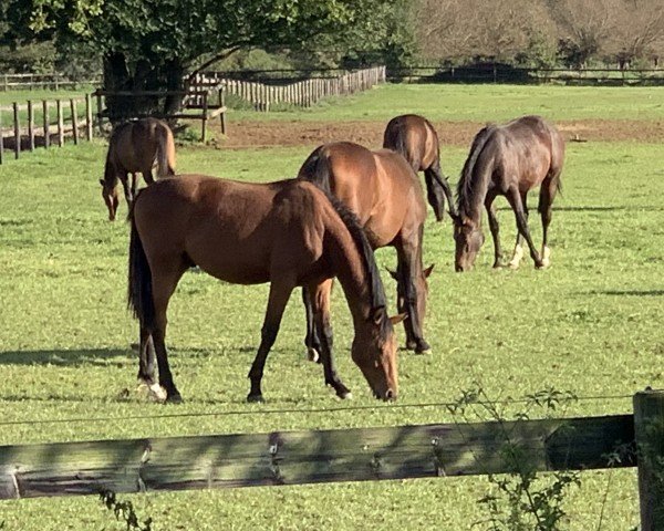 jumper Crescendo del Monte (Hanoverian, 2023, from Chubakko)