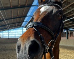 dressage horse Jouly (Westphalian, 2012, from Conteur)