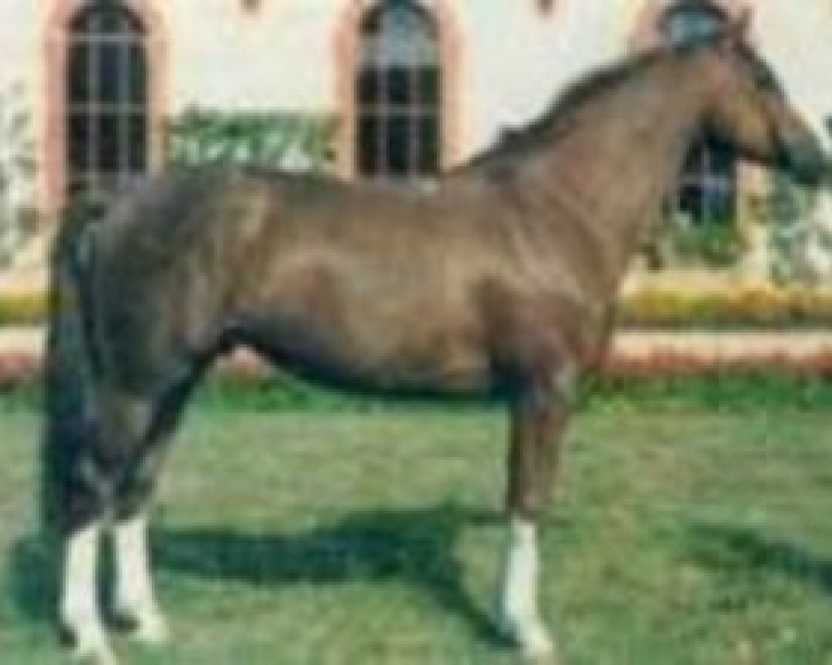 Deckhengst Tolbiac des Forets (Selle Français, 1985, von Muguet du Manoir)