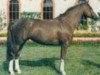 stallion Tolbiac des Forets (Selle Français, 1985, from Muguet du Manoir)