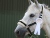 dressage horse Pollyann 2 (Connemara Pony, 2014)