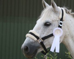 dressage horse Pollyann 2 (Connemara Pony, 2014)