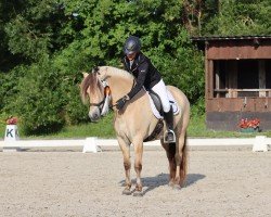 broodmare Stüv's Feena (Fjord Horse, 2020, from Catago)