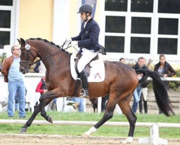 broodmare Cassandra L (Austrian Warmblood, 2009, from Scolari)