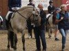 stallion Iasko (Fjord Horse, 2016, from Ilmar)