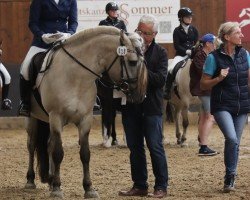 stallion Iasko (Fjord Horse, 2016, from Ilmar)