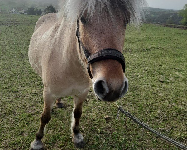 horse Maja vom Perlenbach (Fjord Horse, 2021, from Iasko)