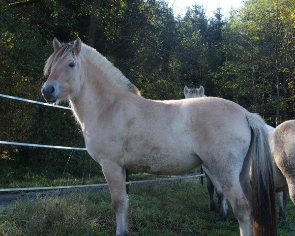 Pferd Fine (Fjordpferd, 2022, von Vacceur)