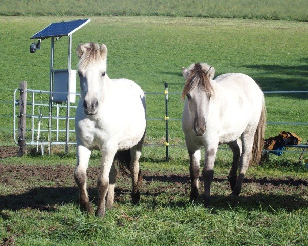 Pferd Fame (Fjordpferd, 2023, von Skian)