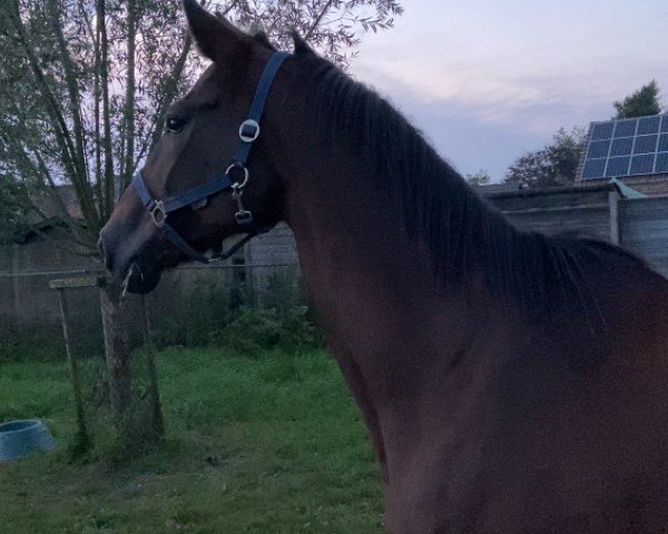 broodmare Vemmeke Platiere (Belgian Warmblood, 1998, from Eros Platiere)