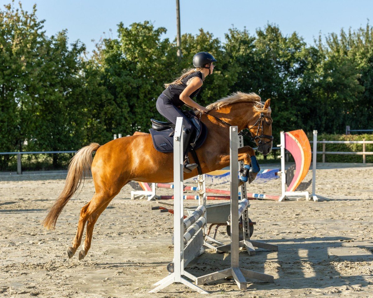 dressage horse Viabella 3 (Westphalian, 2012, from Vivaldi)