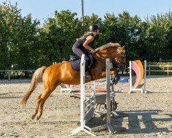 dressage horse Viabella 3 (Westphalian, 2012, from Vivaldi)