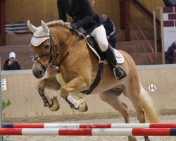 dressage horse Bonny the bomb (Edelbluthaflinger, 2019, from Samir (11,72% ox))