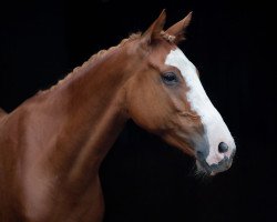 broodmare Kunterbunt CK (German Warmblood, 2017, from Kaiserstolz)