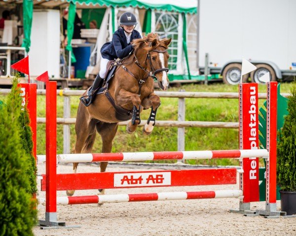 Springpferd Top Calina (Nederlands Rijpaarden en Pony, 2001, von Vitano)