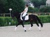 dressage horse Chanel 389 (German Riding Pony, 2005, from Renoir)