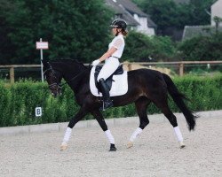 Dressurpferd Chanel 389 (Deutsches Reitpony, 2005, von Renoir)