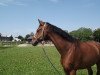 dressage horse Quantador 2 (Oldenburg, 2007, from Quidamo)