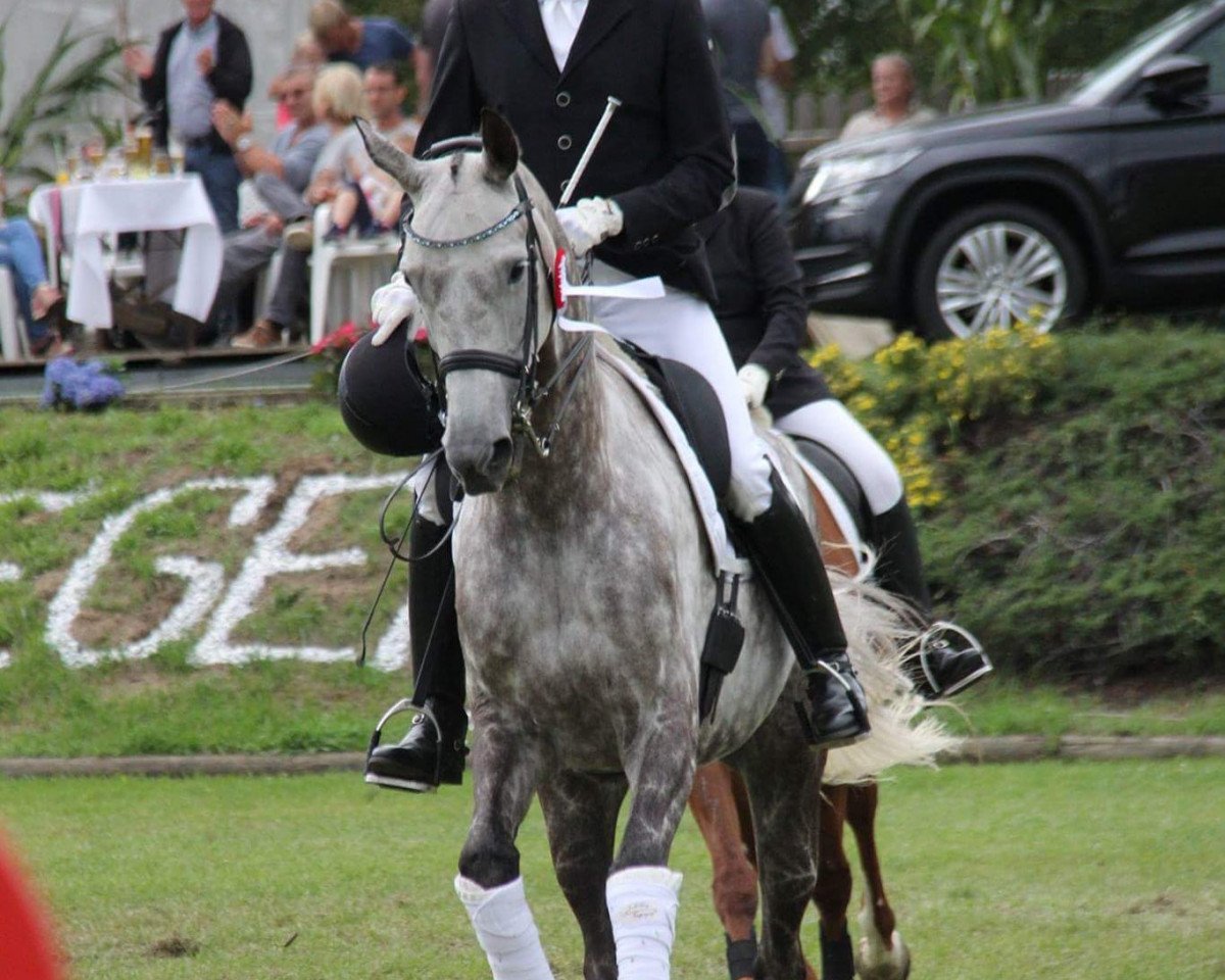 Dressurpferd Samba's Penelope (Deutsches Sportpferd, 2008, von Samba Hit I)