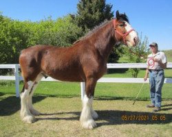 Pferd Westerdale Sir Lancelot (Clydesdale, 2016, von Hatfield Dagger)