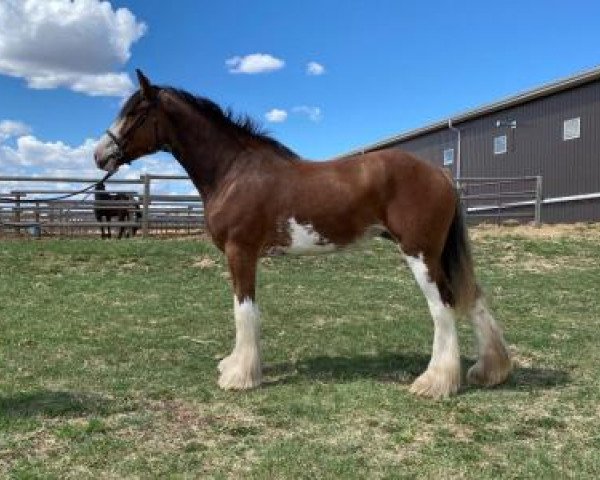 horse Gor-Dey Autumn (Clydesdale, 2017, from 2S Above All's Mister Keynote)