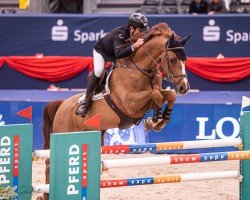 jumper Rain Man (Oldenburg show jumper, 2010, from Chacco-Blue)